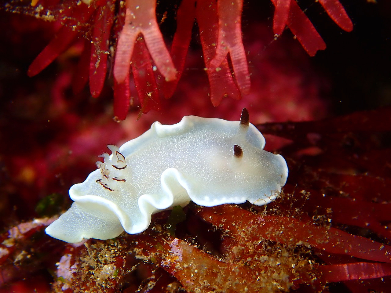 ɂ́AE~EVAhJǍQȂǂȐł܂ICɂȂ鐶AKChɕĂ݂ĂˁB