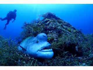 6月後半〜7月前半にかけては、コブダイの産卵期。北小浦では激しい縄張り争いが観察できます。