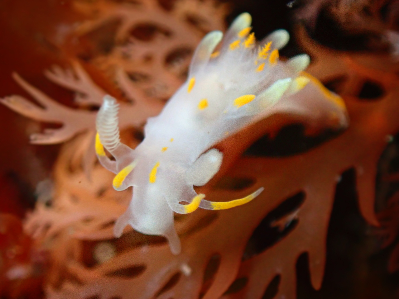 春はどっぷりウミウシダイビング!