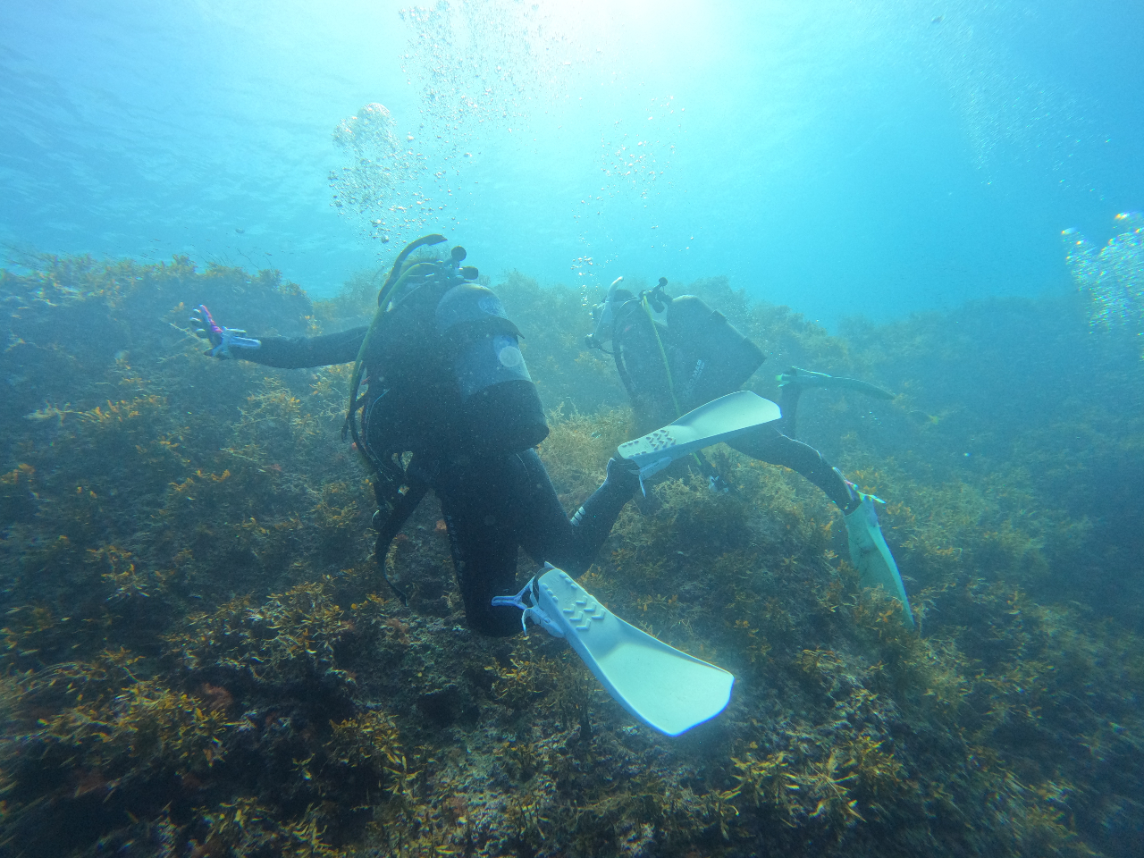 新潟・佐渡】1日では物足りない！ファンダイビング2ボート≪9：00～17