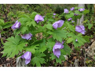 シラネアオイの群落