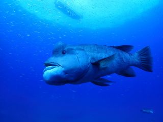 佐渡島の海で人気No.1のコブダイ