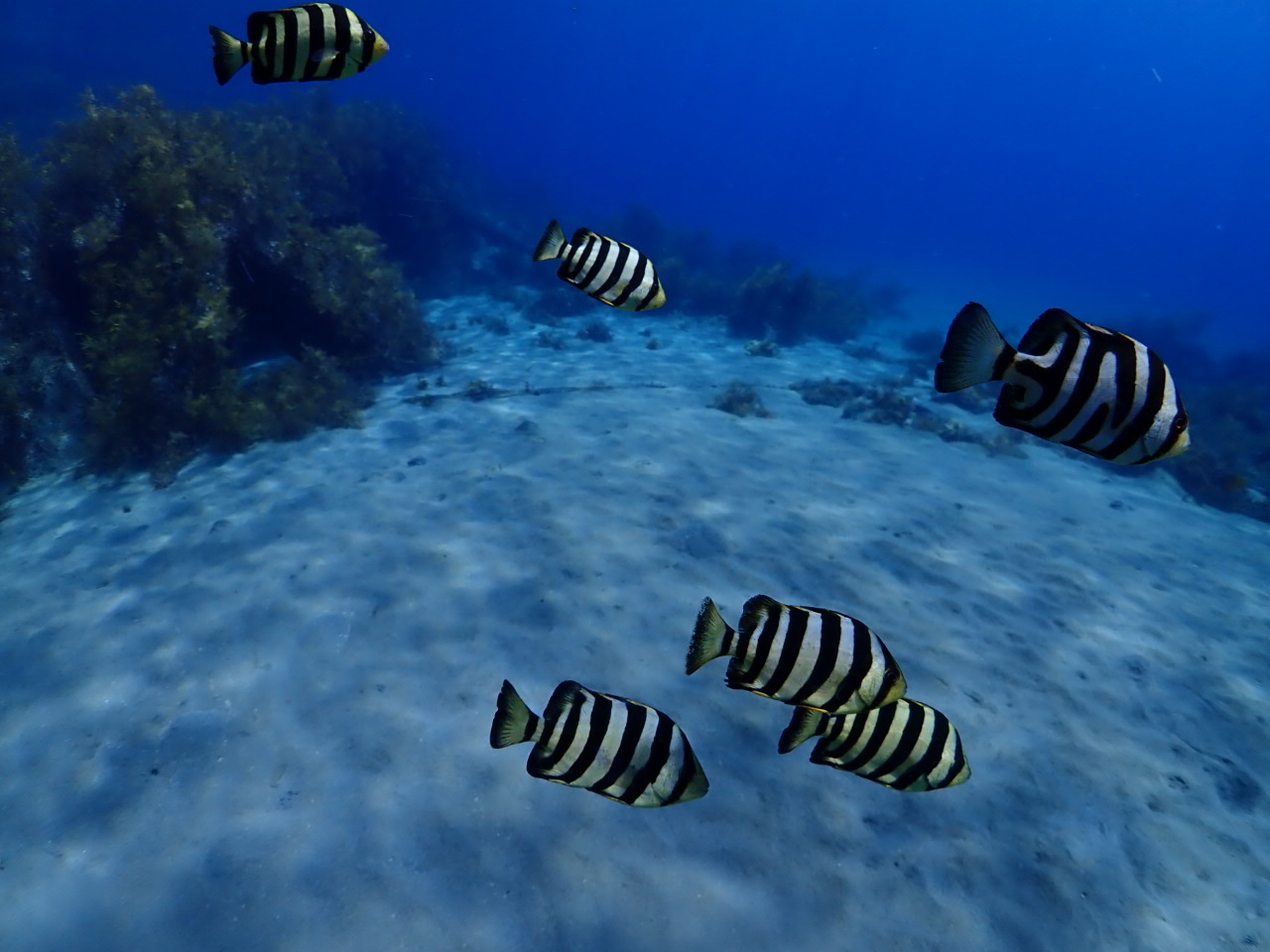 フレンドリーな魚達