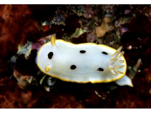 可愛いウミウシにも会えます