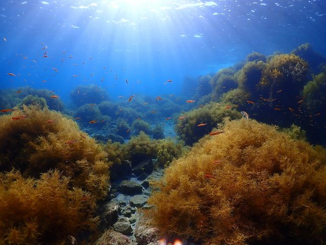 明るい日差しと海藻林