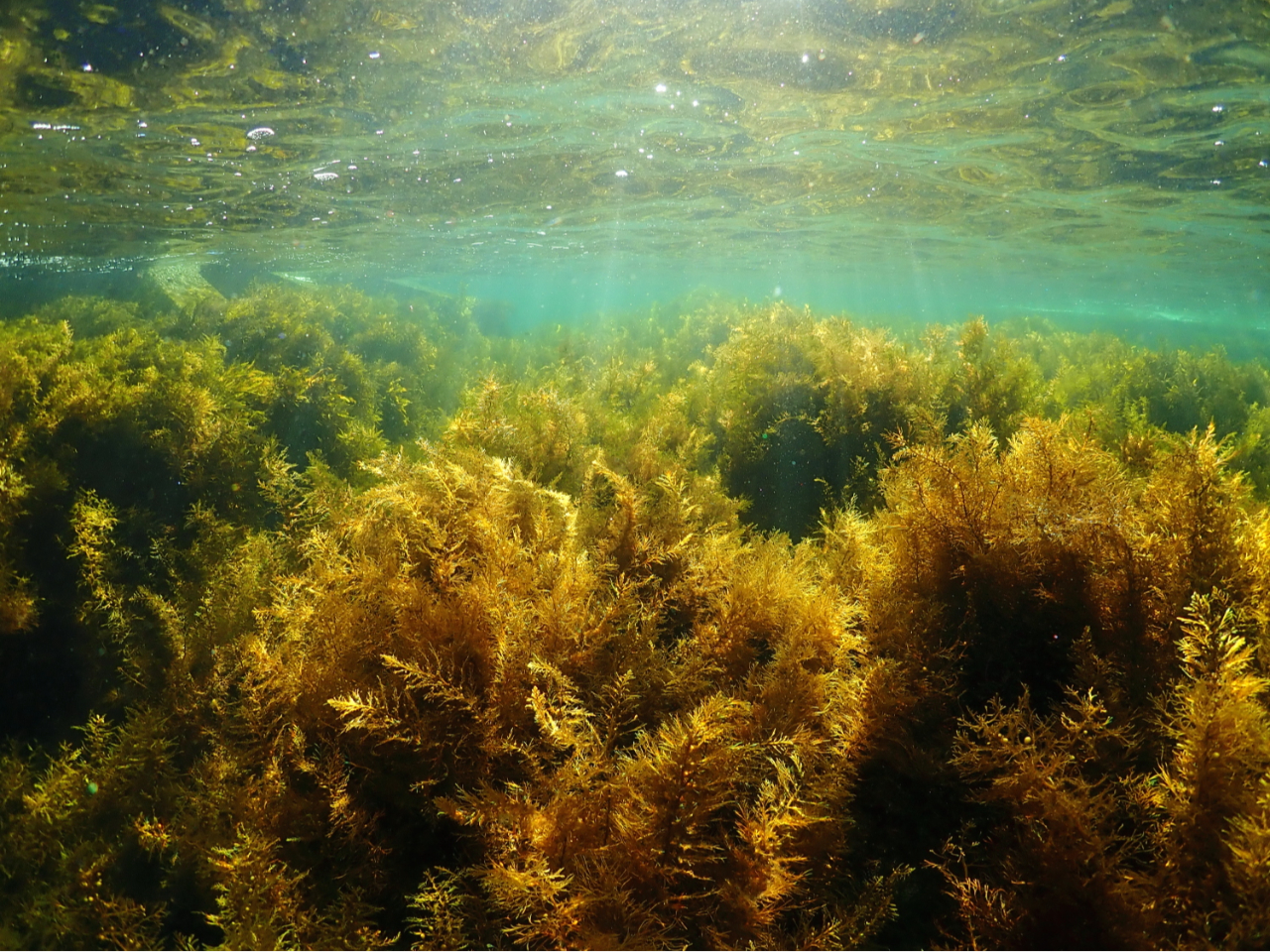 Cт̒ɂ́AhJqgfȂǐ̐RIqlɂȂĒT܂B