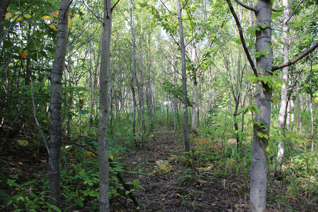 【じゃらん限定・平日貸切プラン】青森の大自然の中で、サバイバルゲーム♪ 30名様...