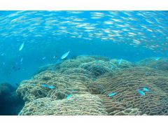 竜串グラスボート 予約 アクセス 割引クーポン じゃらんnet