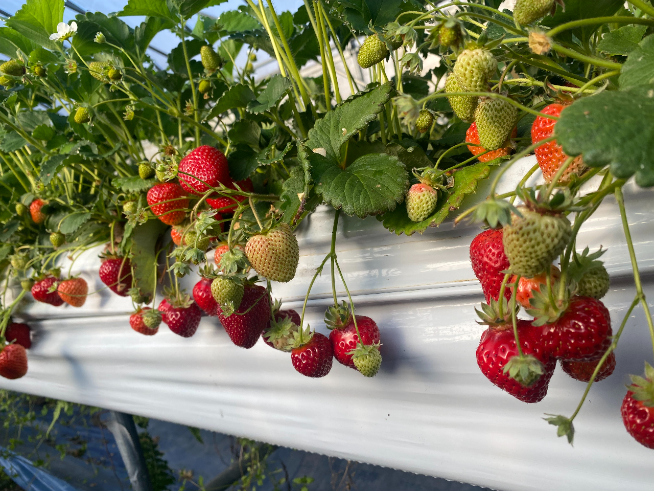 じゃらんのお得な10日間】2026年＼いちご狩り50分食べ放題プラン