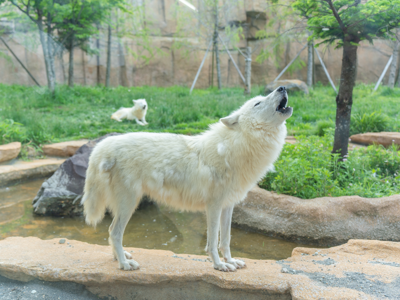 ł͒W@̔IIJ~uzbLNIIJ~v