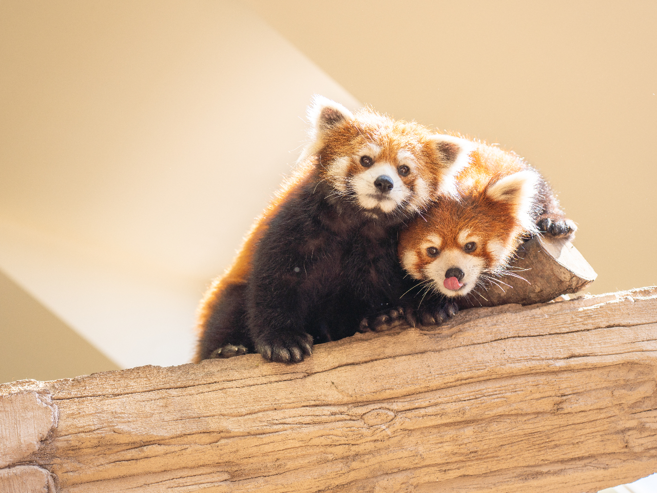 かわいいレッサーパンダたちはアジアの森でお待ちしております(^^♪