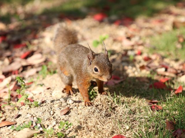 リスの森。可愛らしいリス達の暮らすエリアへ行ってみよう!巣箱に入っていたりご飯を両手で持って食べていたり、足元を元気に走りまわっているところを見られるかも!