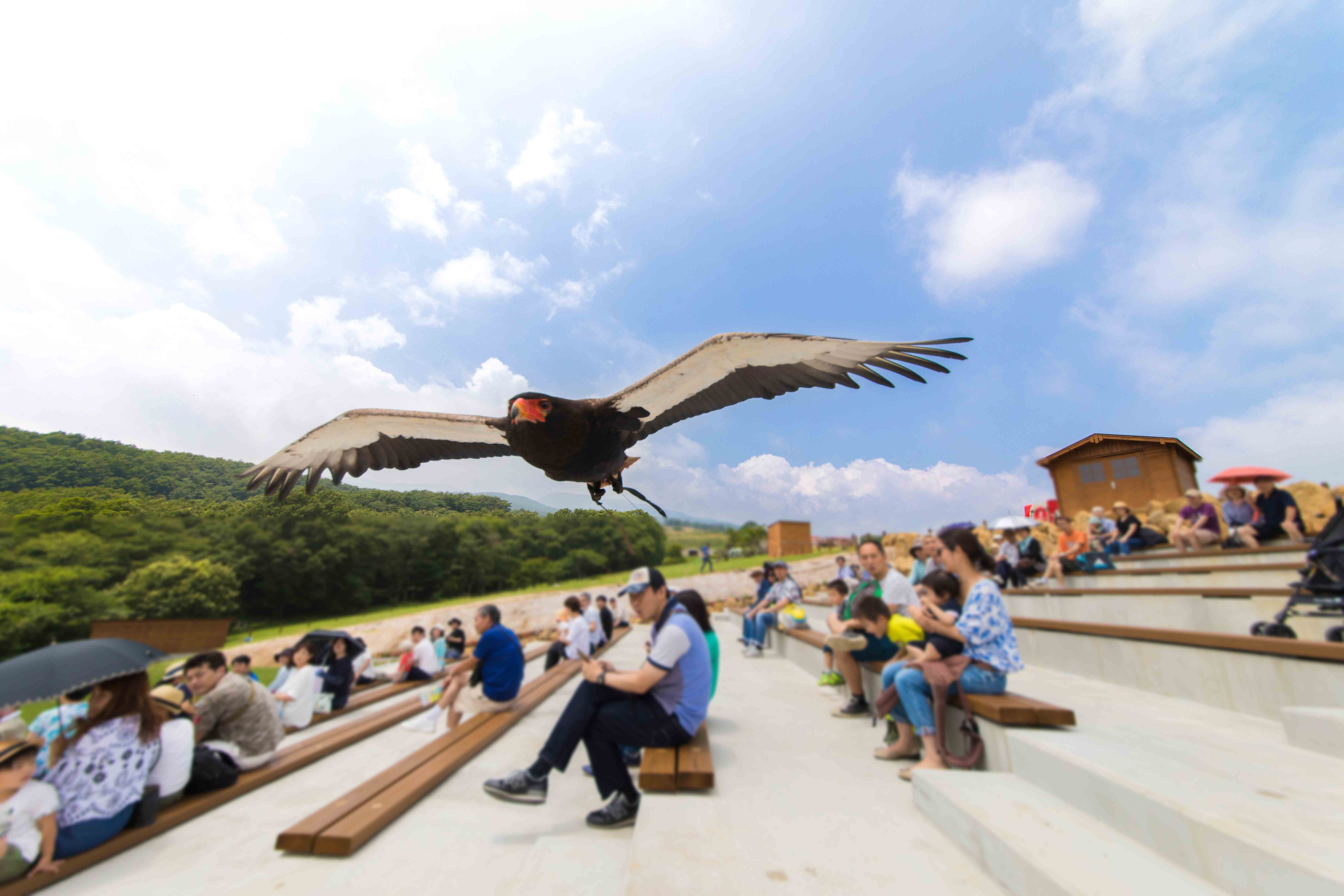 XX̃tCglCIo[hptH[}XV[BROAD