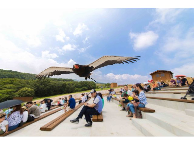 頭上スレスレのフライトが人気!バードパフォーマンスショーBROAD