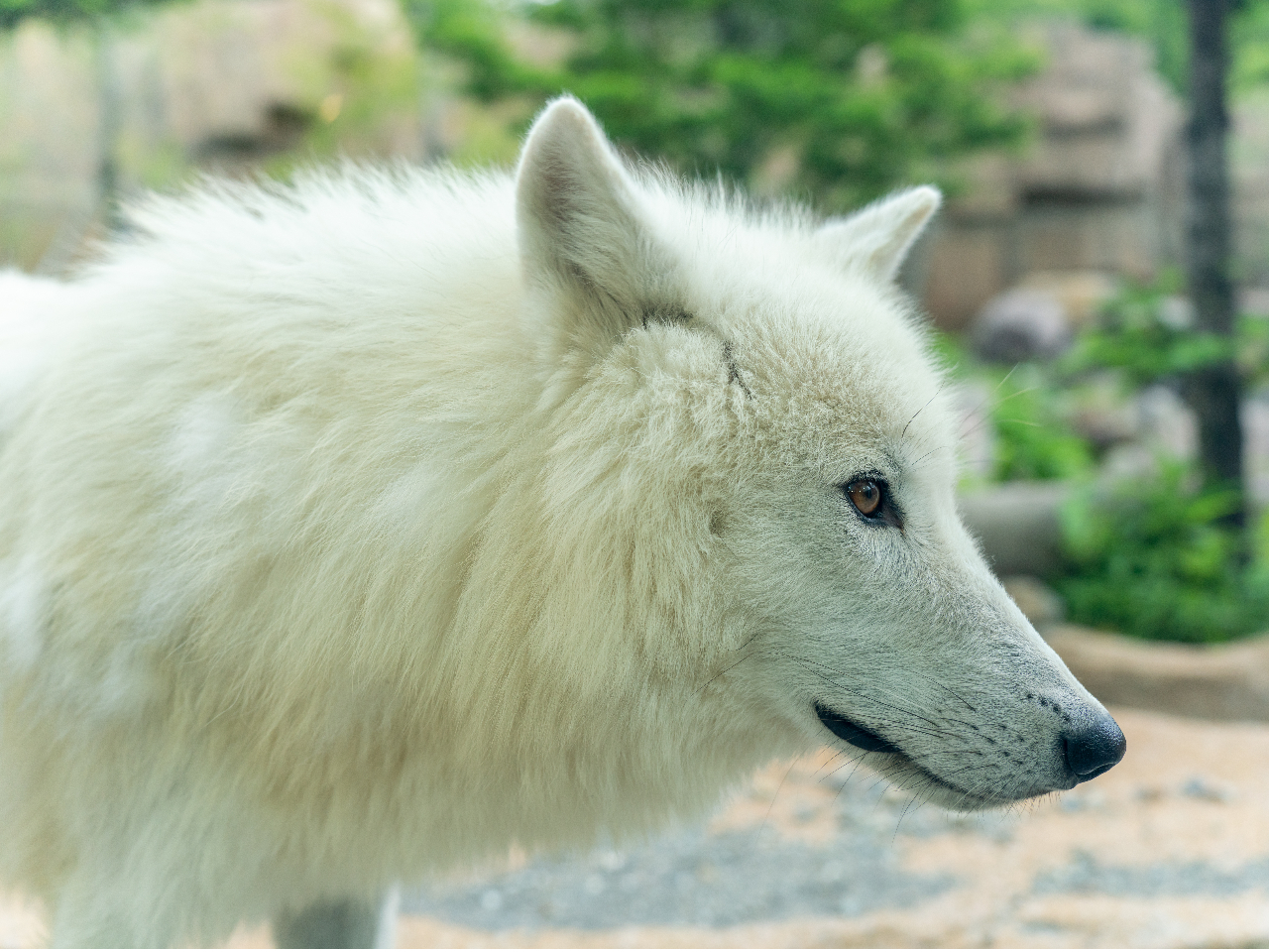 幻の白いオオカミ「ホッキョクオオカミ」入場ゲート入ってすぐ近くのオオカミの丘で会えます。運が良ければ遠吠えが聞けるかも!