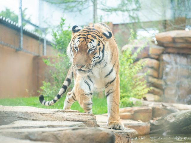 迫力のアムールトラもぜひ見てください!