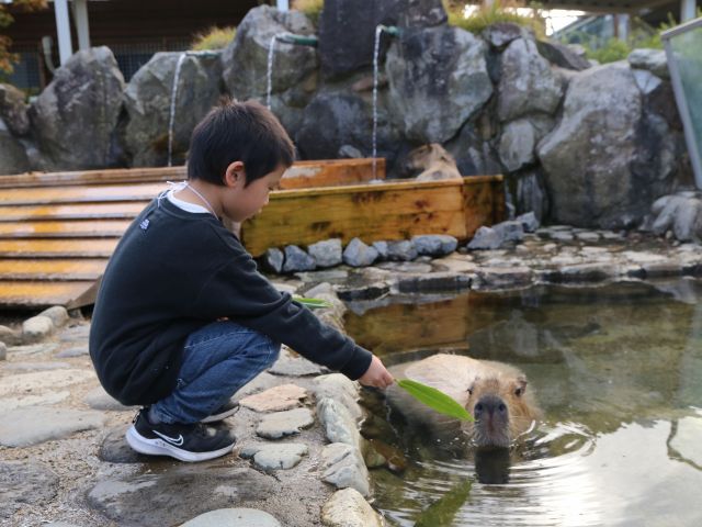 カピバラの森では、100円でカピバラにエサヤリ体験ができます。間近でよーーく観察してみよう!