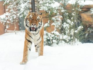 迫力のアムールトラもぜひ見てください!