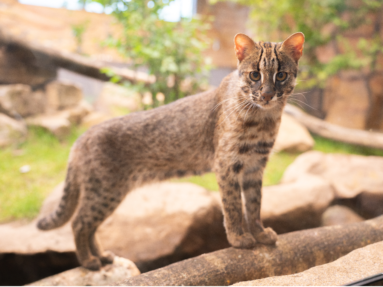 �ۑS�̐X�Ō���܂��B�A���[�����}�l�R�I