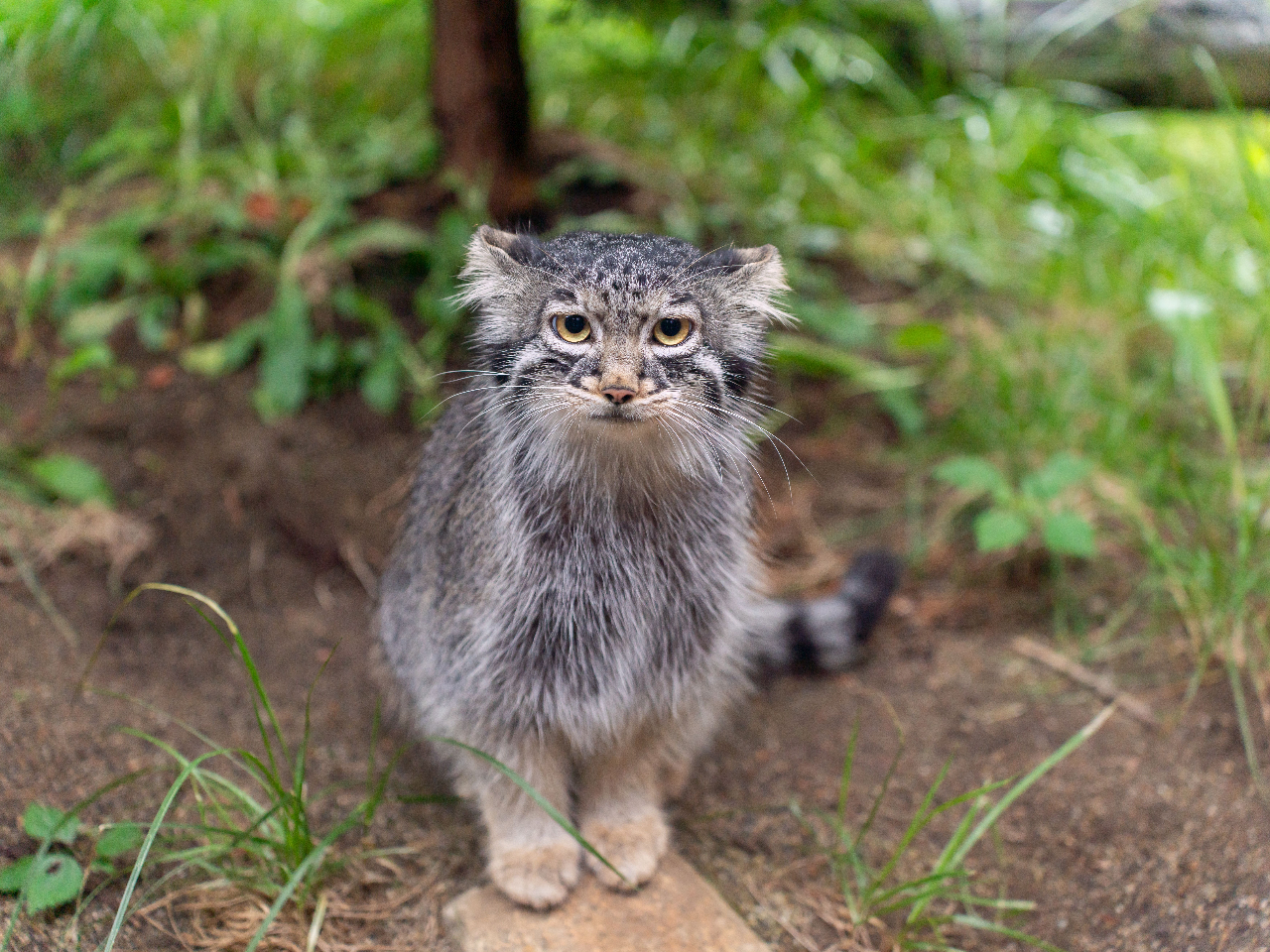  �}�k���l�R�����K�ɕ�点��悤�ɍH�v���Ă��܂��B�i�}�k���E�A�}���n���j