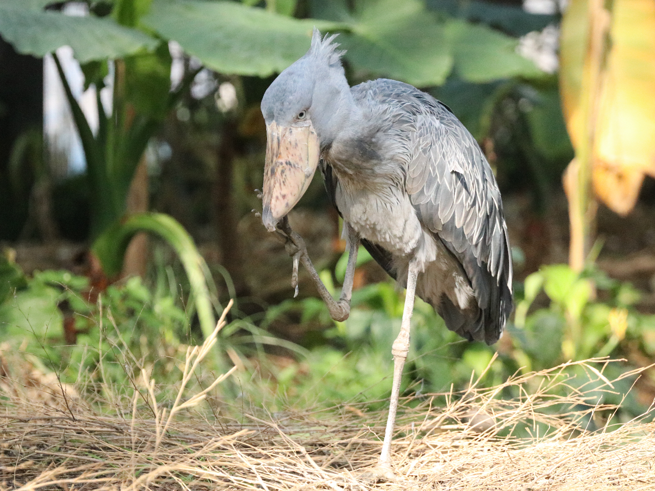 �E�F�b�g�����h�ł́A�n�V�r���R�E���҂��Ă܂���