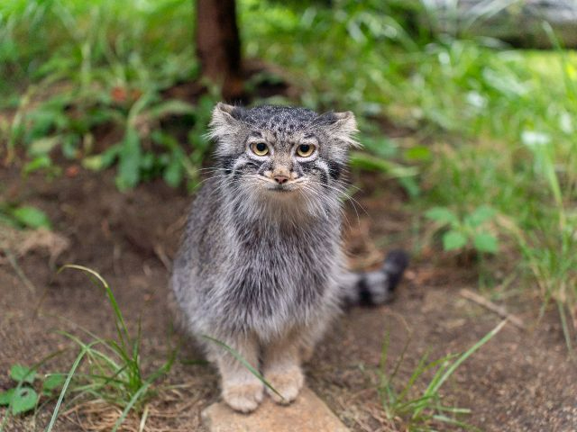 �}�k���E�A�}���n���ł́A�}�k���l�R�̓W�������Ă��܂��B���ӂ��ӃJ�N�J�N�̉����p�����ɂ��ĂˁI