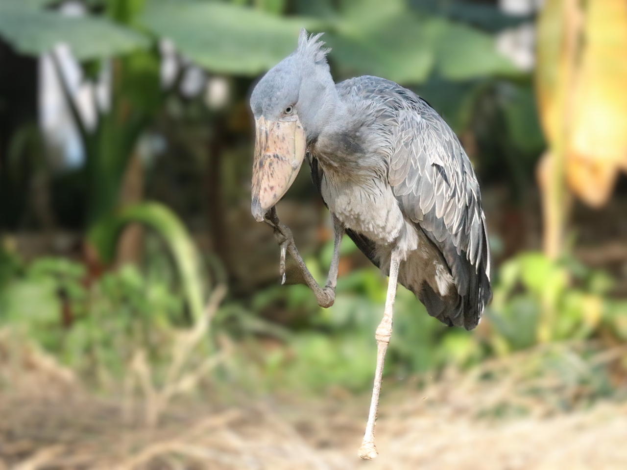 �E�F�b�g�����h�ł́A�n�V�r���R�E���҂��Ă���