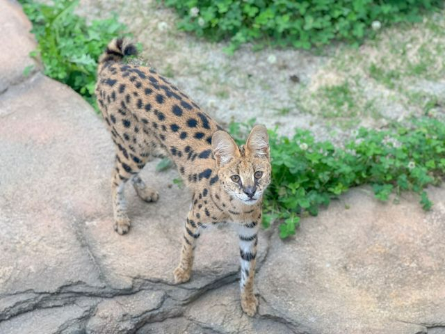 �T�[�o���L���b�g���W�����I