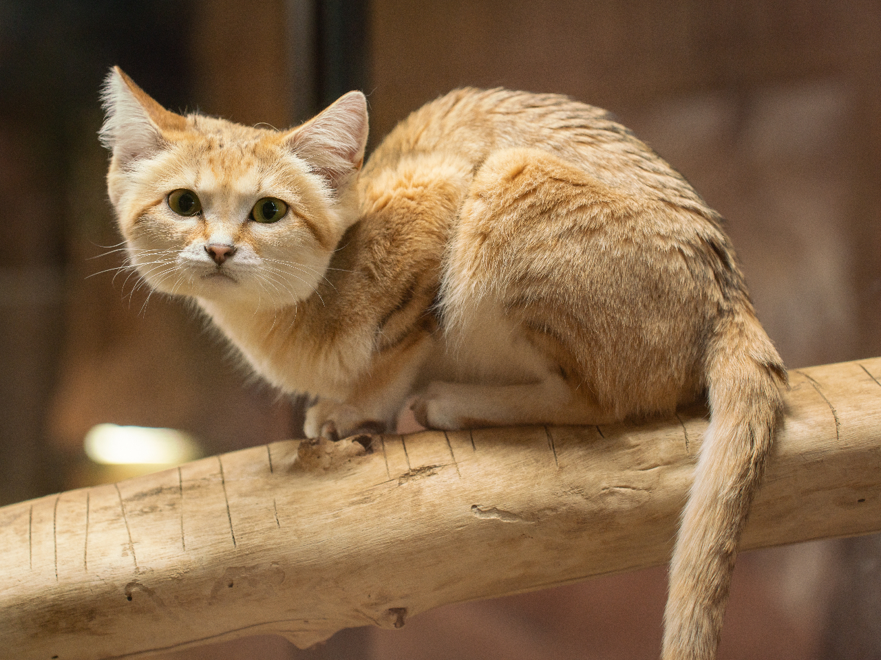 �X�i�l�R�́A�ۑS�̐X�œW�����Ă܂��B���Љ�ɂ��ĂˁI