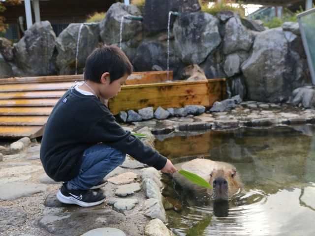 �J�s�o���̐X�ł́A�J�s�o���ɂ�����肪�ł����B