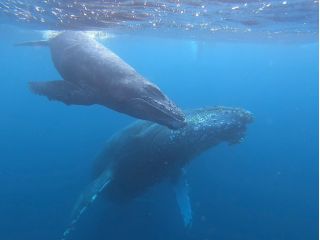 子クジラとお母さんクジラが仲良く泳いでいます♪
