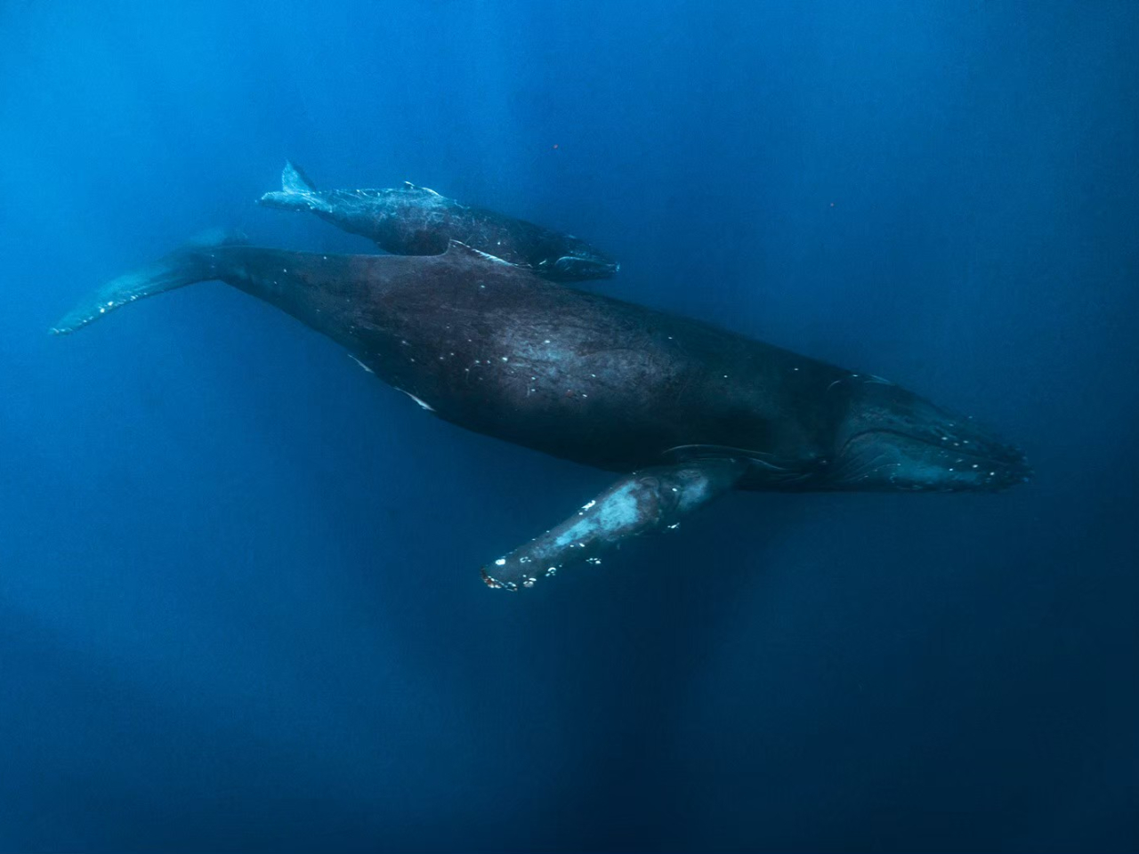 �e�q�N�W��