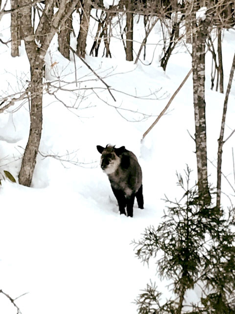 ^ǂΖ쐶̓ɂo邩BBBIH