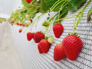 甘いイチゴ!取り揃えております(^^)/