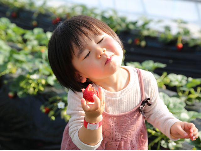 美味しいいちごをその場でご堪能いただけます!
