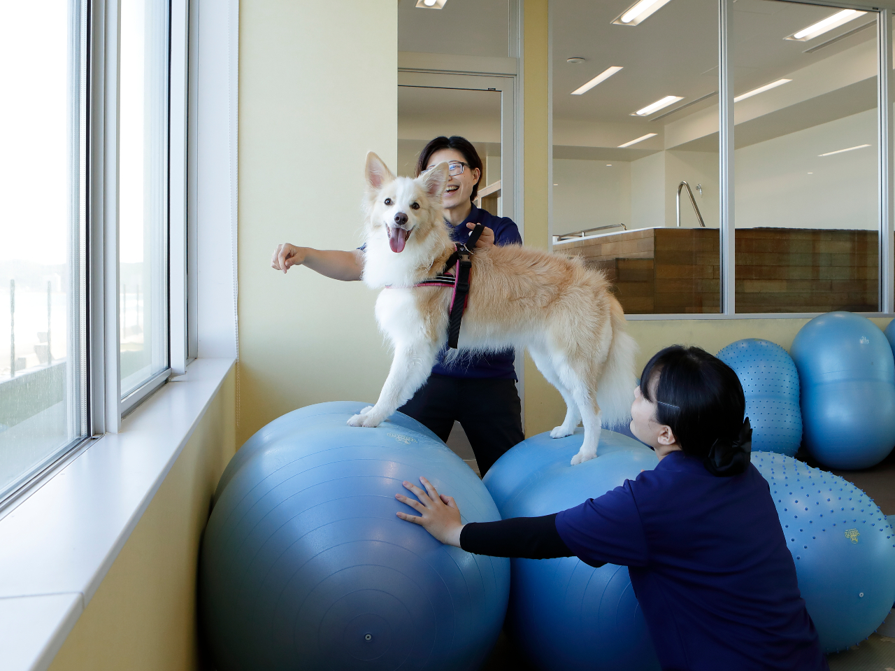バランスボール【千葉/鴨川】専属トレーナー指導のドッグフィットネス★愛犬の健康に...