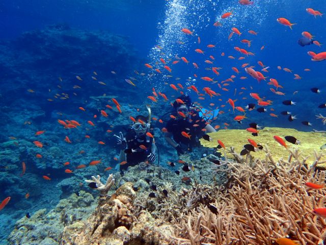 綺麗なサンゴ礁で体験ダイブ