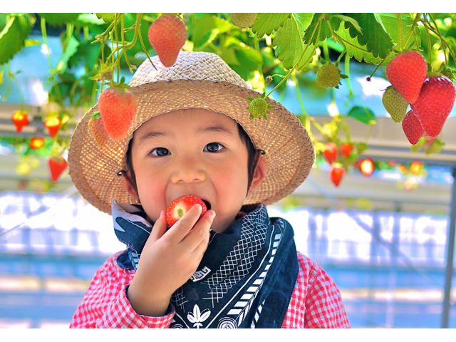 いちご狩り 30分濃姫食べ放題 新設カフェでゆ っくりくつろげます つみつみいちごファーム じゃらん遊び体験 いちご狩り 30分濃姫食べ放題 新設カフェでゆ っくりくつろげます つみつみいちごファーム じゃらん遊び体験