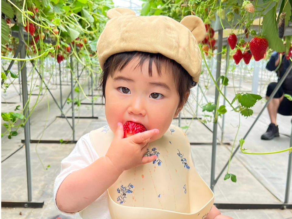 【平日】〈4/7~5/6〉いちご狩り30分食べ放題!綺麗な併設カフェでゆっくりく...