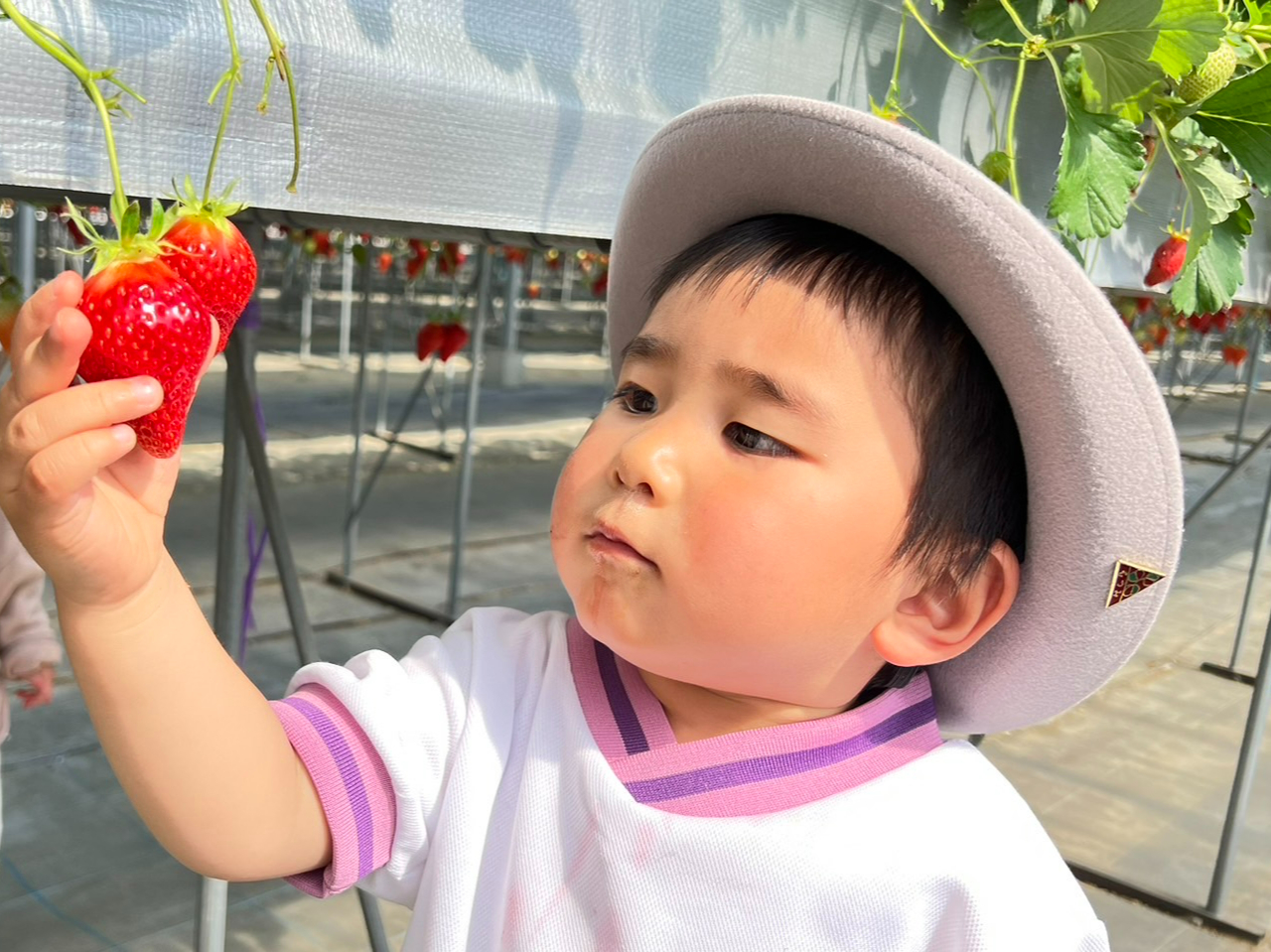 【土日祝】〈4/7~5/6〉いちご狩り30分食べ放題!綺麗な併設カフェでゆっくり...