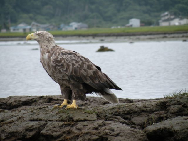運が良ければオジロワシに出会えます!