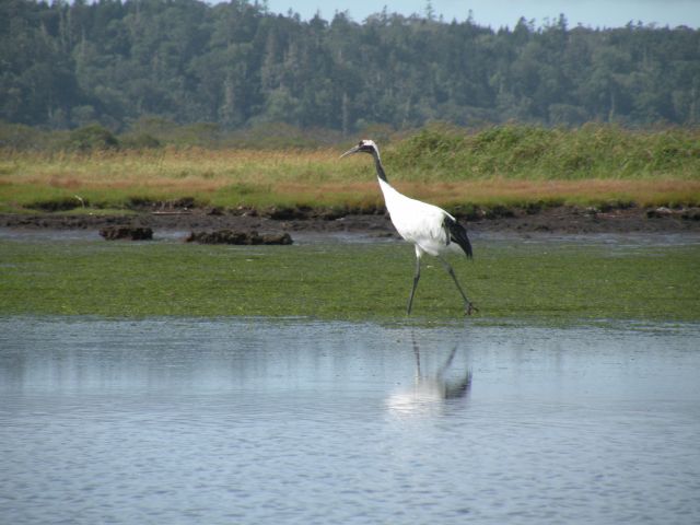 運が良ければタンチョウに出会うことが出来ます!