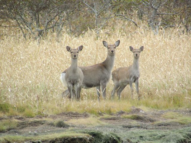 エゾシカが、こちらを見ていることも!