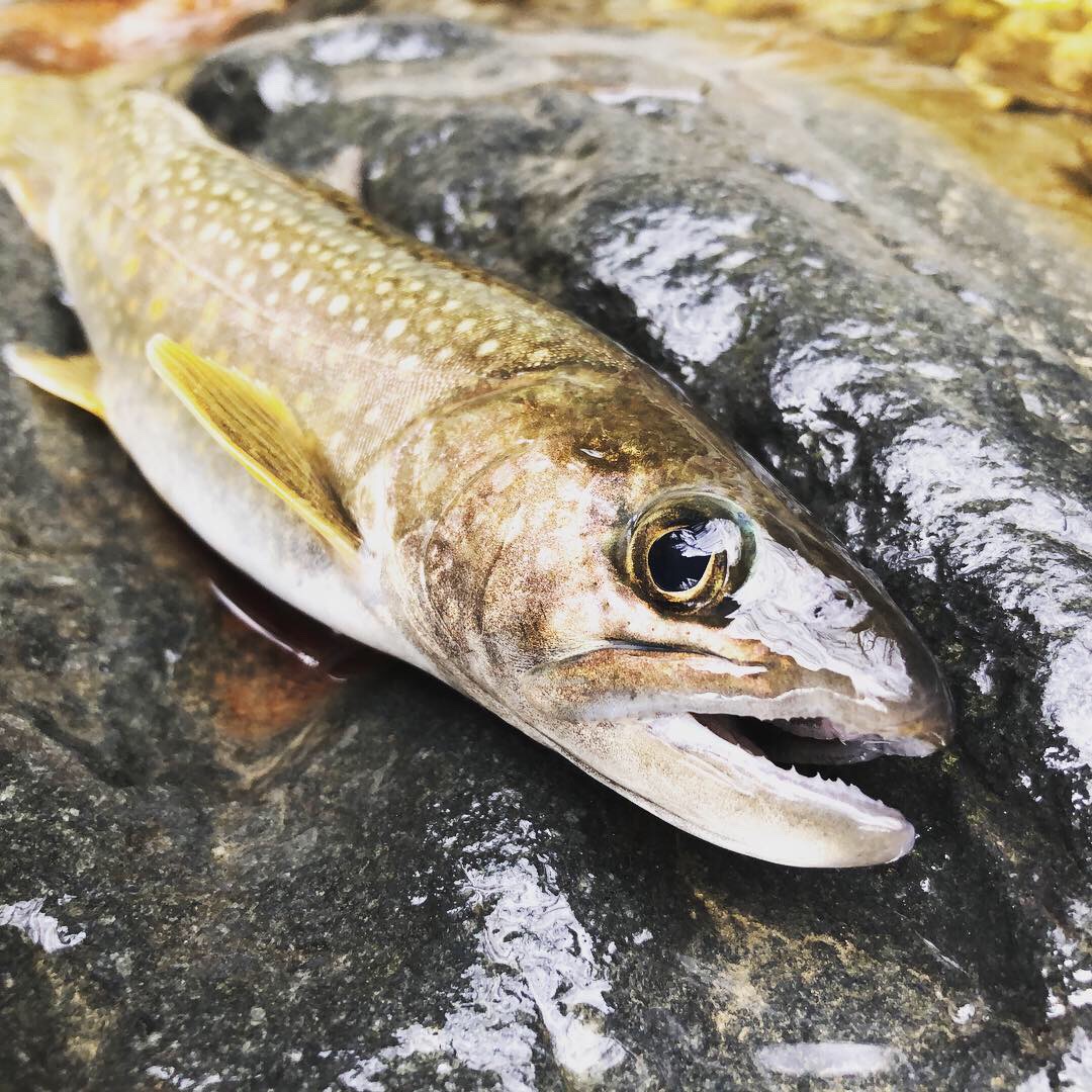 コロナ対策実施中 綺麗な渓流でルアー釣り体験 釣った魚を炭火で焼いて食べられる ファミリー 女性 カップルにおすすめ Riverjoy じゃらん遊び体験 コロナ対策実施中 綺麗な渓流でルアー釣り体験 釣った魚を炭火で焼いて食べられる ファミリー 女性 カップルにおすすめ Riverjoy じゃらん遊び体験