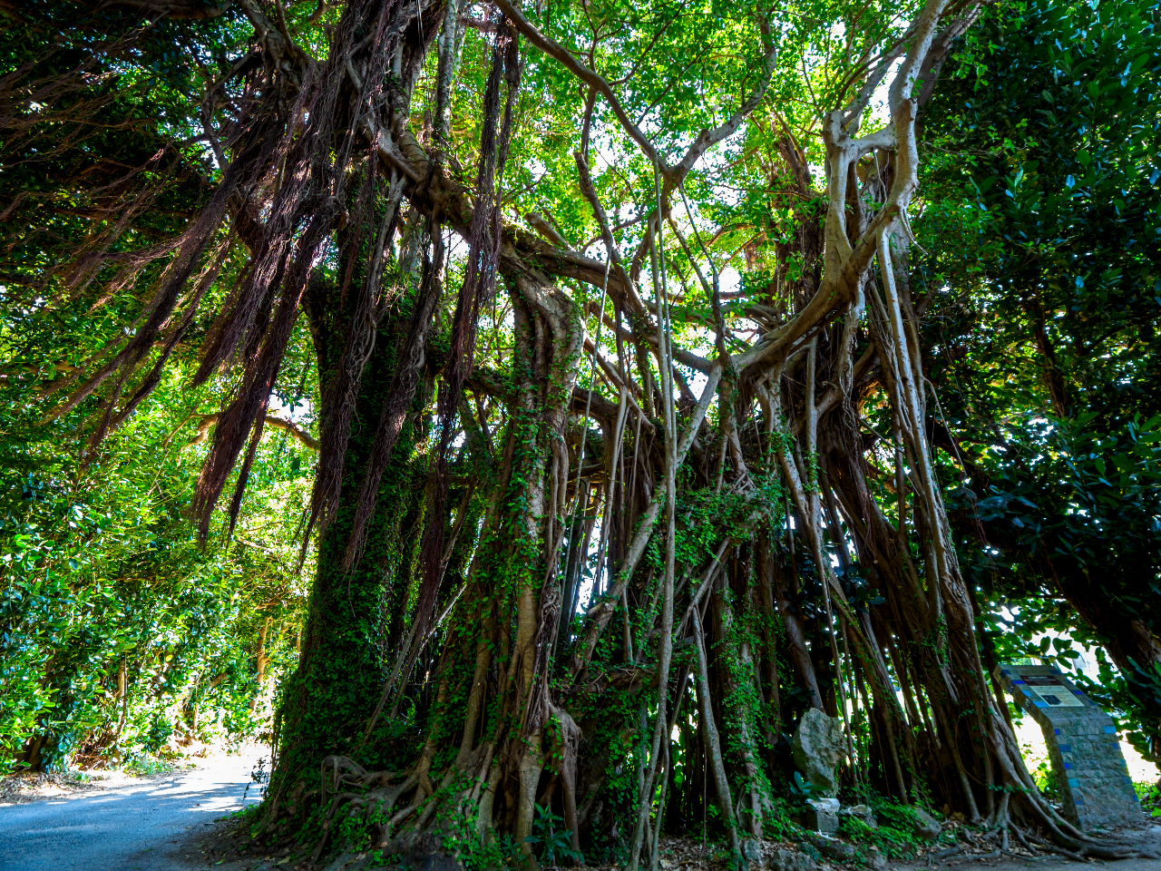 ���؂�����Ă���Ɣ��͂̂���K�W���}���ɏo�������A�M�������̔����������Ƃ���͂��ł��B