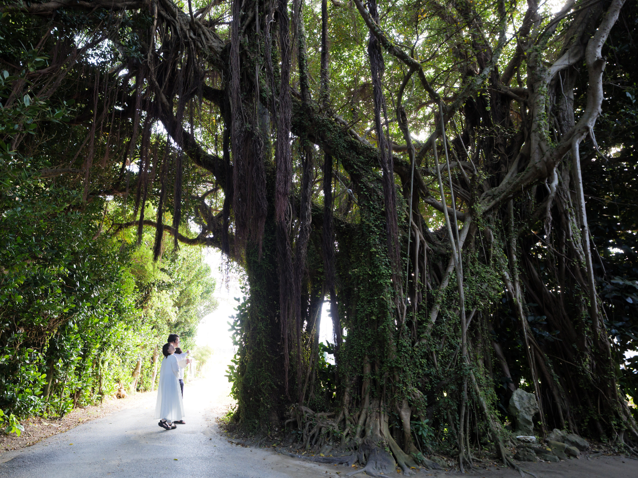 ���؂�����Ă���Ɣ��͂̂���K�W���}���ɏo�������A�M�������̔����������Ƃ���͂��ł��B