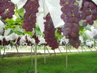 8月2日土曜日からぶどう狩り営業開始いたします。