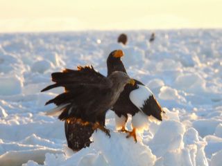 流氷と鷲