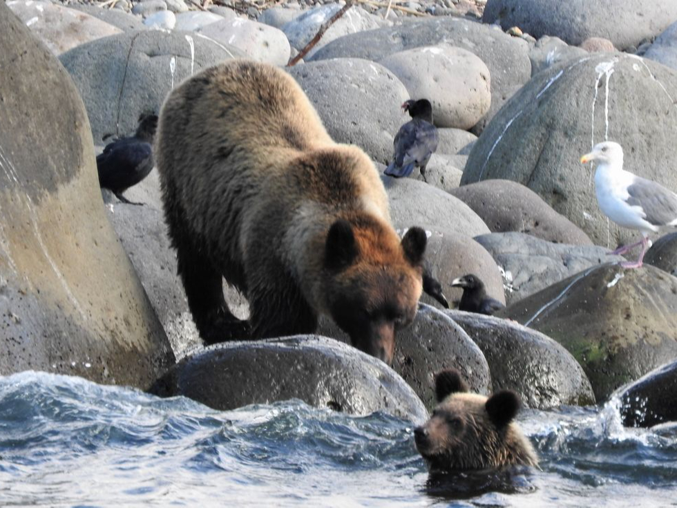 世界自然遺産知床らうすで,ヒグマウォッチングウトロ側コースを楽しもう♪