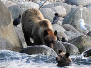 カラフトマス狙い